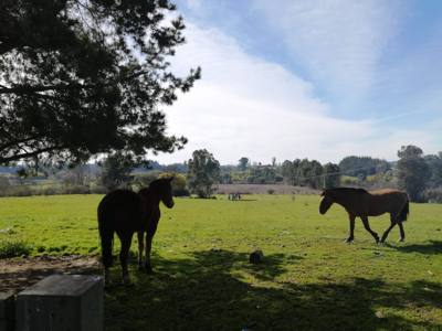 Terreno agrícola en Bulnes, región de Ñuble